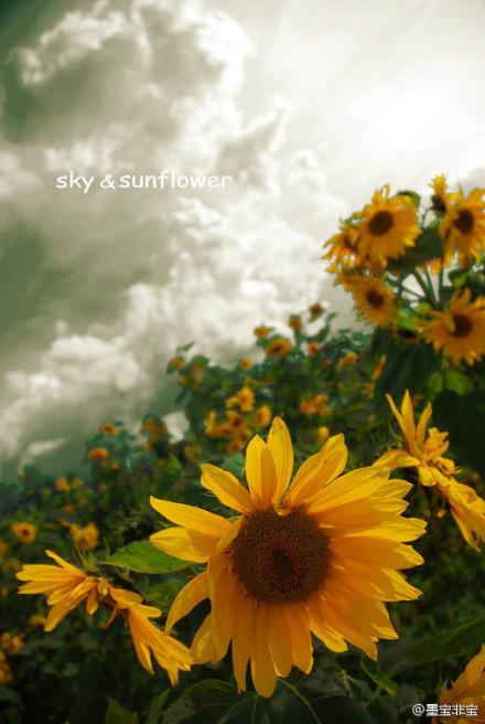 一厘米的阳光好看吗?